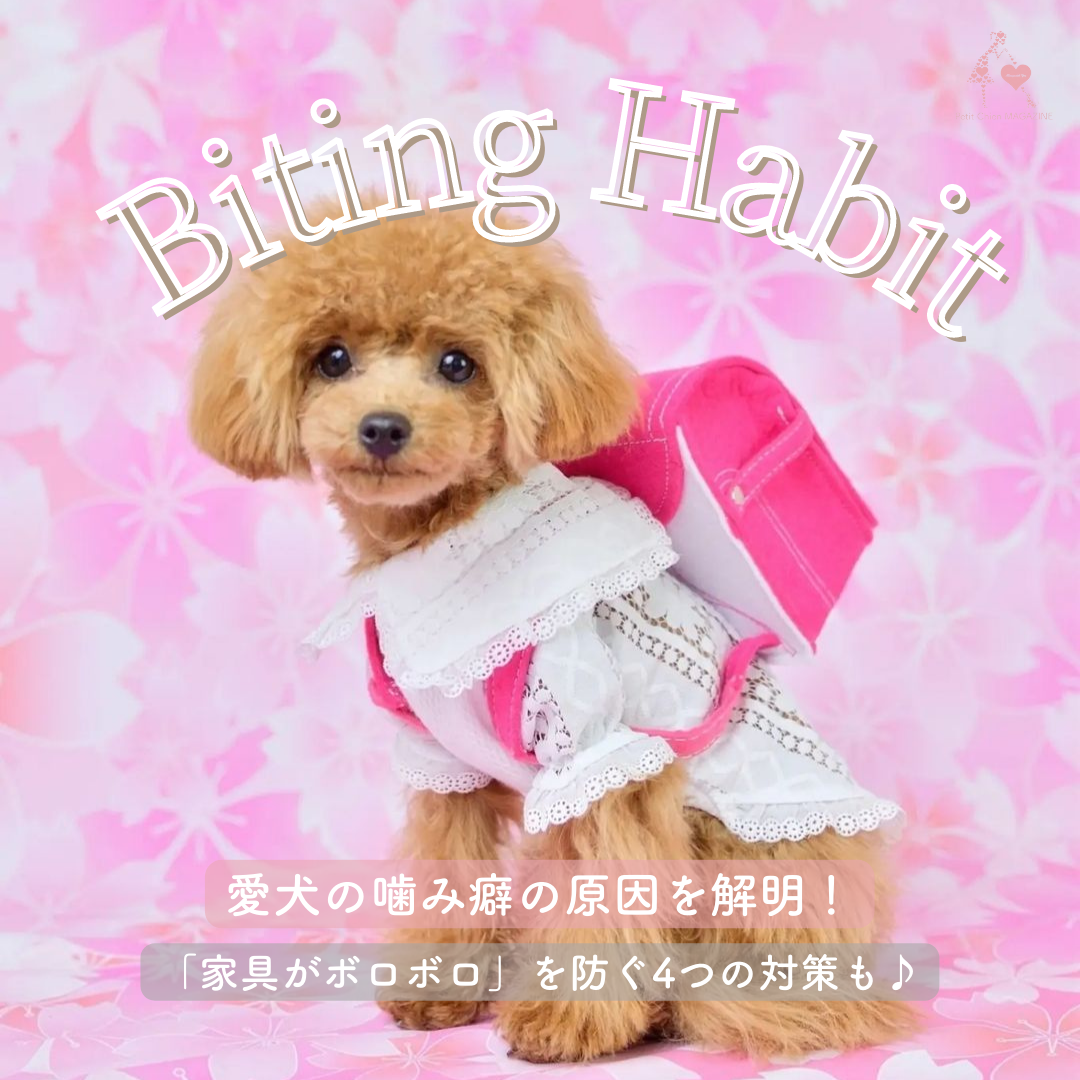 愛犬の噛み癖の原因（子犬／成犬別）と「家具がボロボロ」を防ぐ4つの  