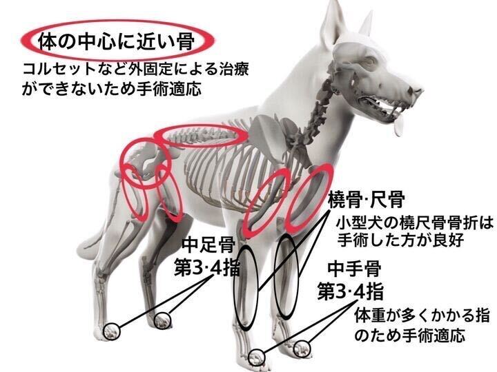 小型犬の骨折 体の中心に近い骨