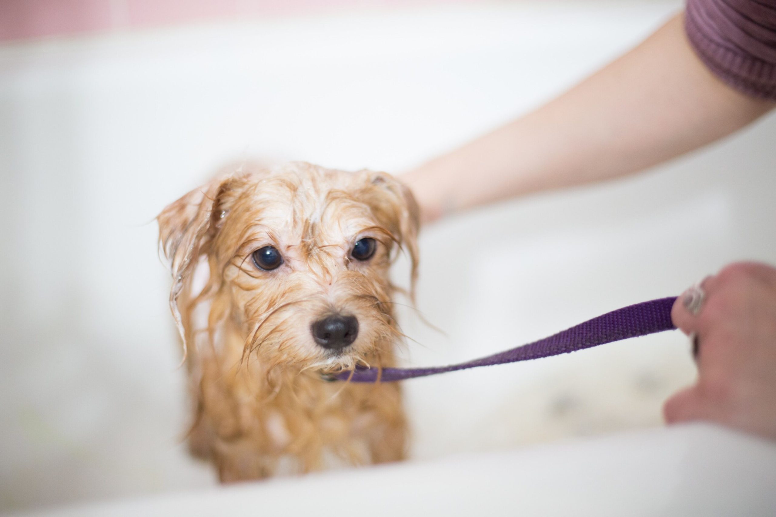 小型犬 お風呂 シャンプー