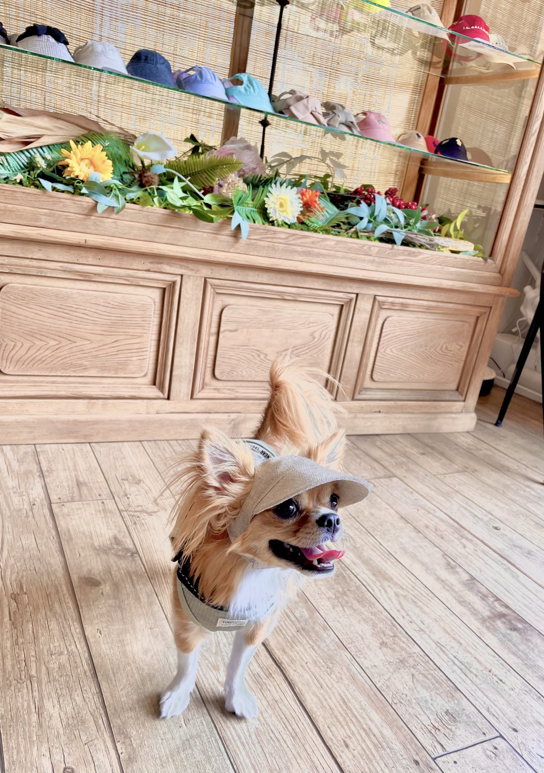 I.M.GALLERY」 愛犬を紫外線、怪我、寒さから守る帽子屋さん