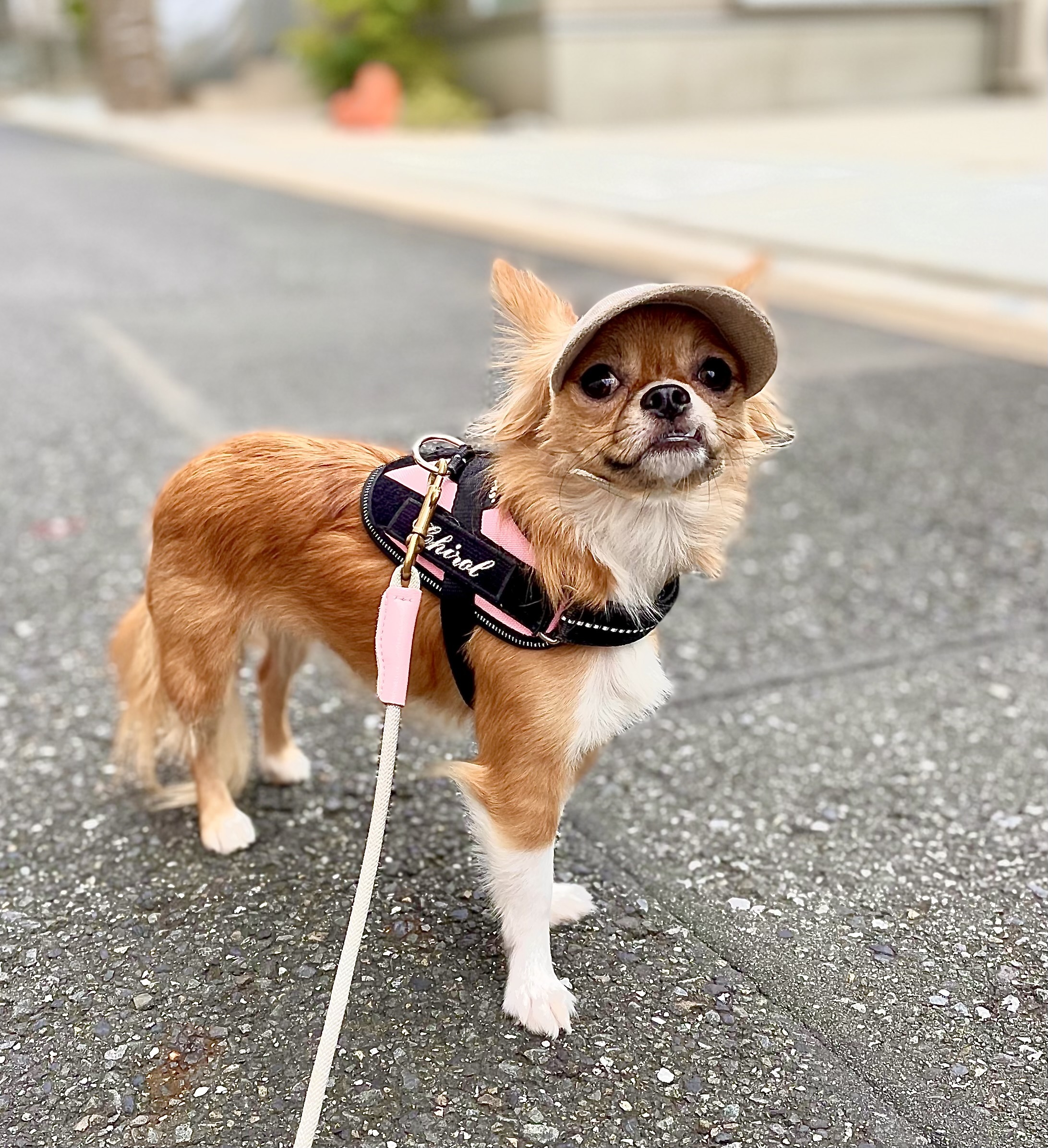 I.M.GALLERY」 愛犬を紫外線、怪我、寒さから守る帽子屋さん