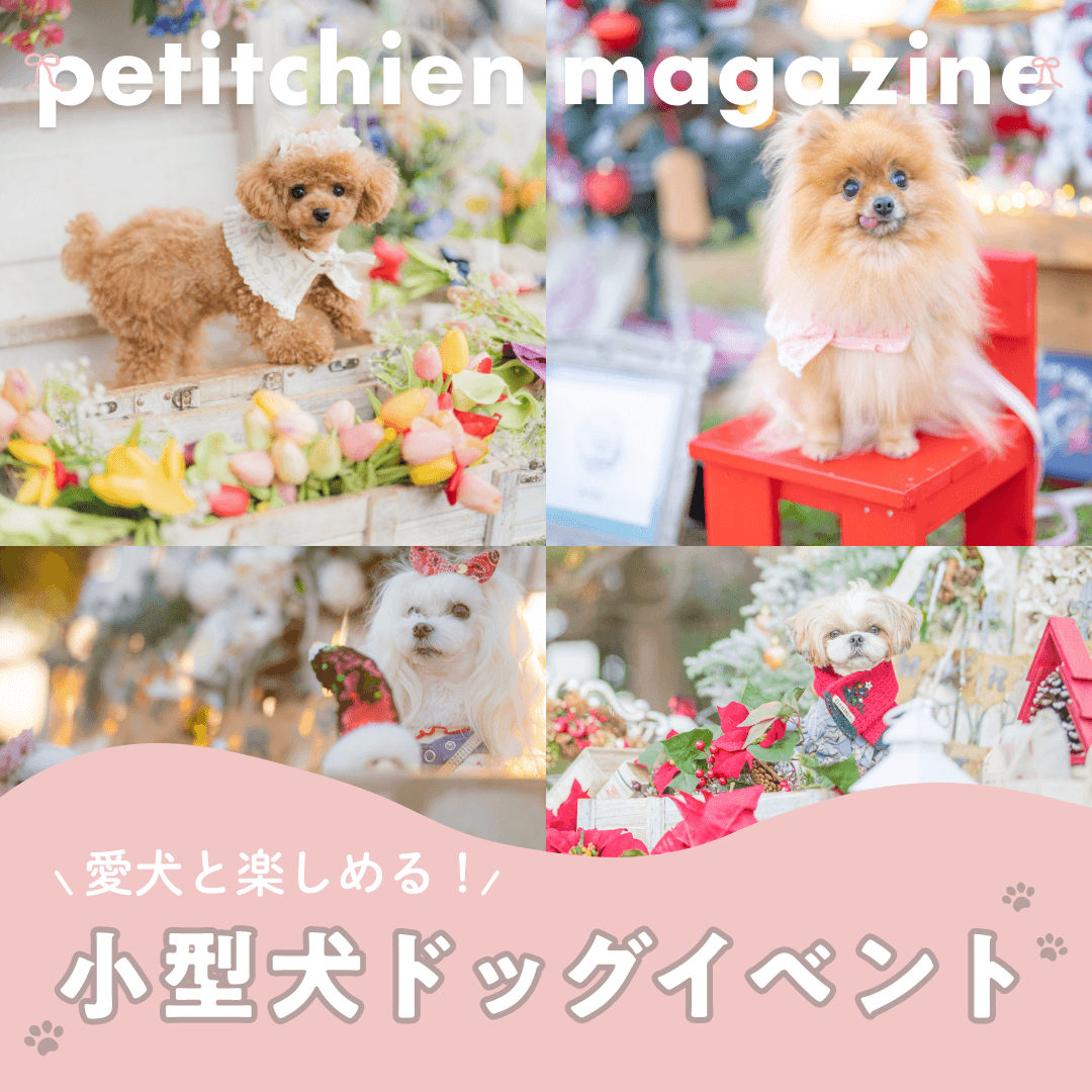 11/10 フレンチブルドッグ ライブチケット3人分 温
